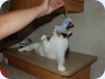 2008_08_17_094003