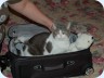 2010_03_04_192627