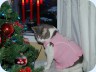 2010_12_17_080513