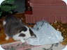 2011_12_15_192646